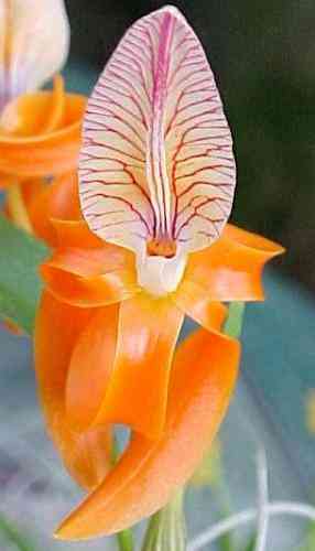 Dendrobium unicum 